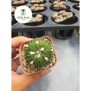 Xương Rồng Trúc Ngọc- size chậu 5cm