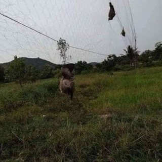 Lưới Bẫy Chim Chào Mào Cao 5m