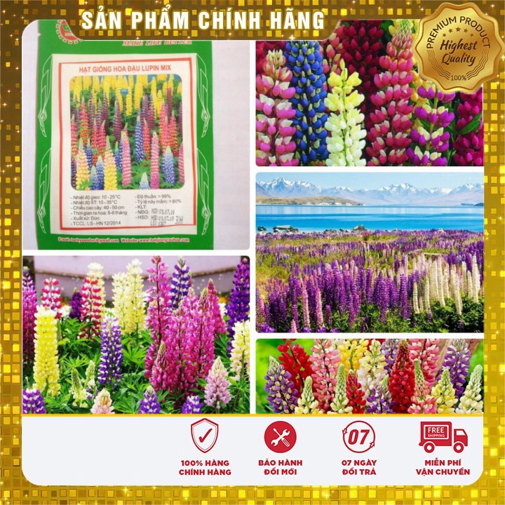 Hạt Giống Hoa Đậu Lupin mix nhiều màu LUCKY SEEDS