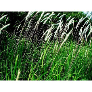HELOSATE ( 1lít / chai ) - THUỐC DIỆT CỎ KHÔNG CHỌN LỌC