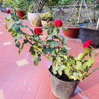 Hoa hồng Red Leonardo Da Vinci rose
