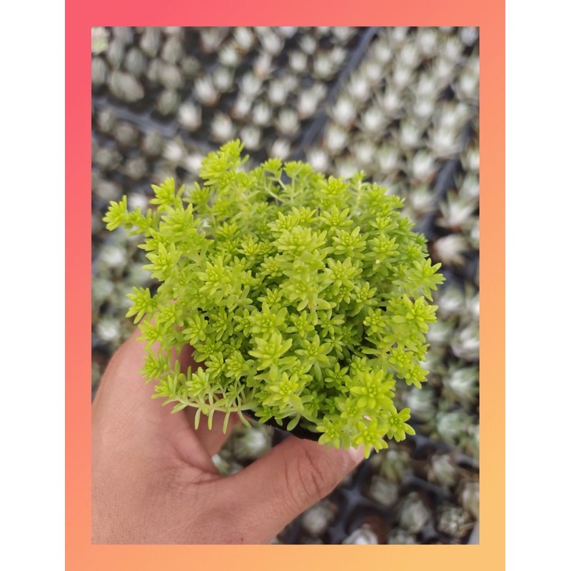 CỎ SEDUM VÀNG SIZE BÉ, HÀNG ĐÀ LẠT, SIÊU XINH SIÊU KHỎE, LỖI 1 ĐỔI 1