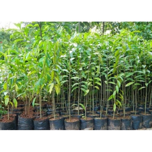 Hạt giống cây bạch đàn trắng KNS112 -50gram