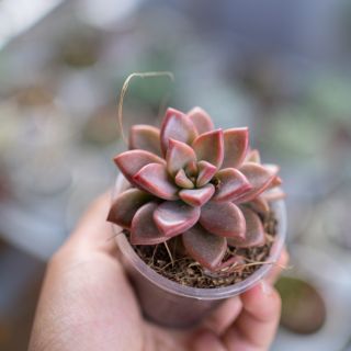 Sen đá hường lá ngắn