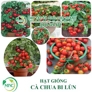SALE off - Hạt giống cà chua bi lùn cực đẹp.