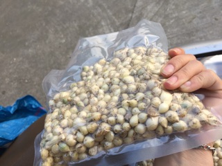 Hành tăm( củ nén)