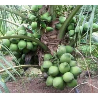 cây dừa xiêm lùn