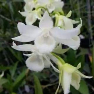 Trầm trắng giống