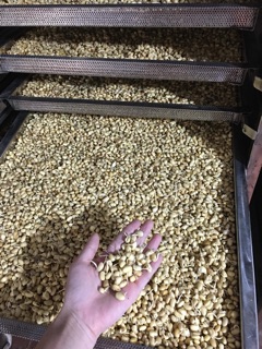 Bột Mầm Đậu Nành Tuệ Minh( Dòng sản phẩm cao cấp)