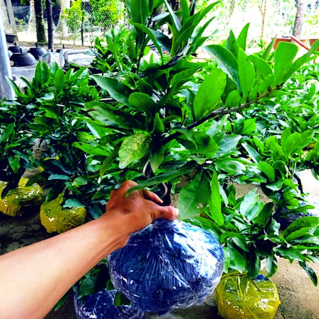 Mai Bonsai Gốc Quái Chơi Tết