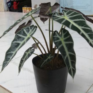 Môn Quan Âm(Alocasia Amazonica ‘Polly’)