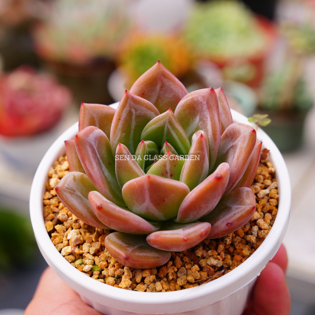 Sen đá pha lê đỏ 8cm GLASS GARDEN, thuần khí hậu Đà Lạt,  Lỗi 1 đổi 1