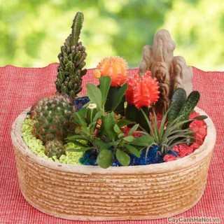 Hạt Giống Sương Rồng Mix