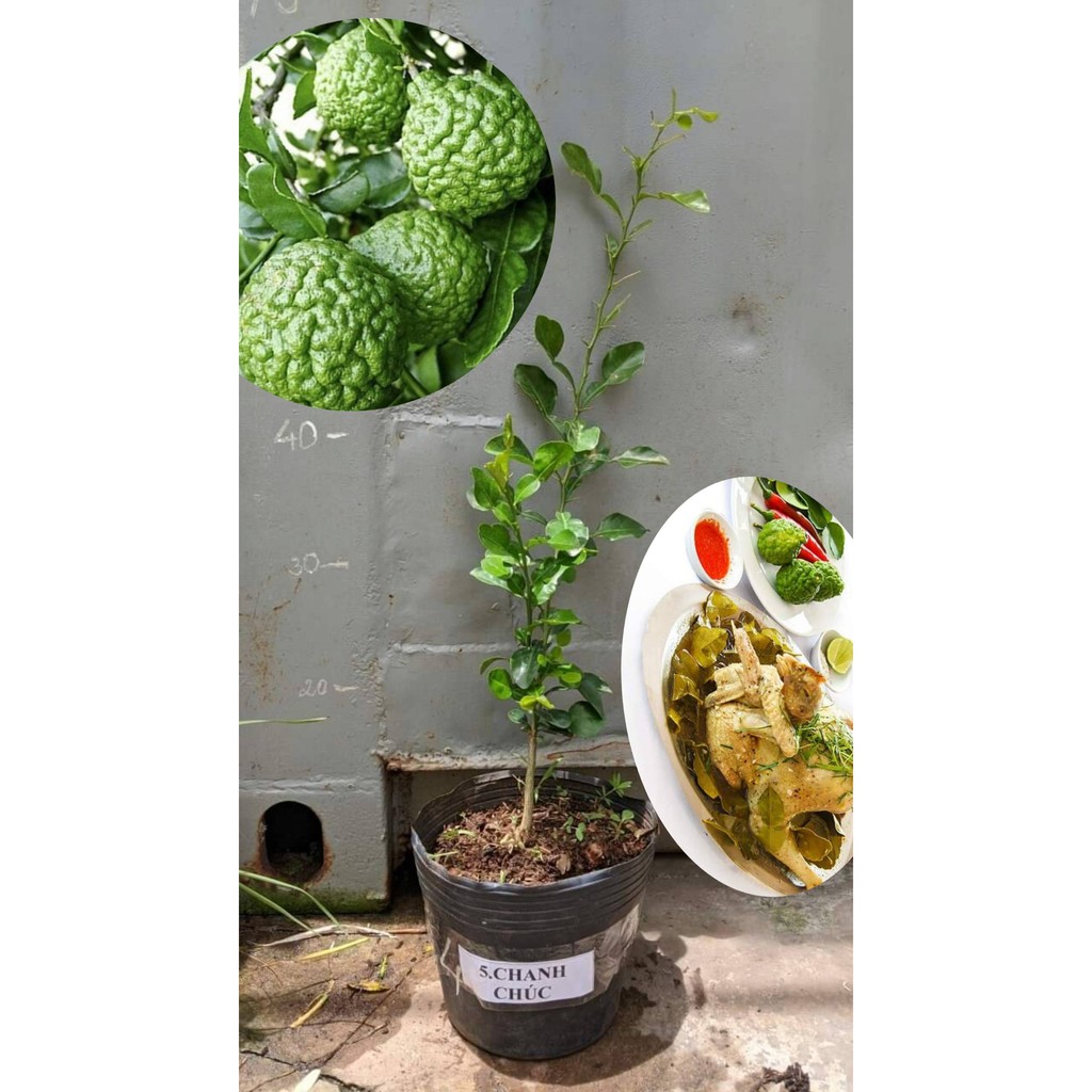 Cây Giống Chanh Chúc