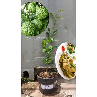 Cây Giống Chanh Chúc