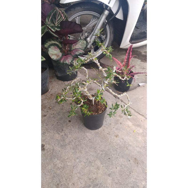 linh sam bonsai mini