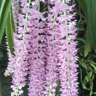 Phong lan Đuôi chồn (theo giò như hình)