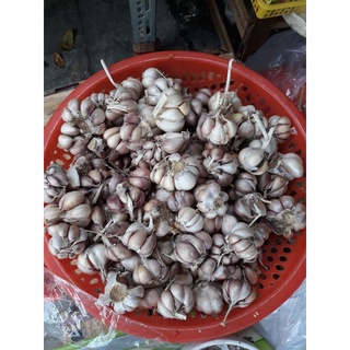 Tỏi tím bắc