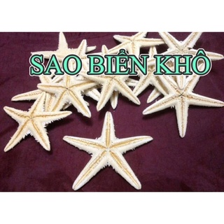 COMBO 10 CON SAO BIỂN KHÔ