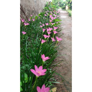 Củ hoa huệ mưa loại lớn.