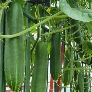 Gói 5 hạt giống dưa leo khổng lồ Đài Loan - tỷ lệ nãy mầm 95%