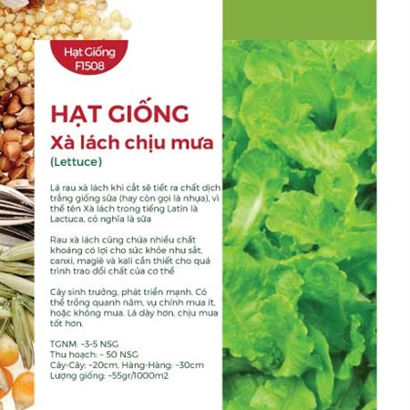 Hạt giống xà lách chịu mưa/chịu nhiệt/lolo tím ( Lettuce)