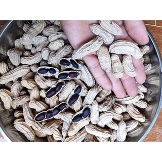 Hạt giống lạc đen Kokuma, đậu phộng đen
