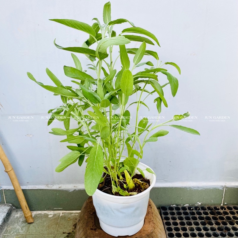 Cây Xô Thơm (sage) cây giống gia vị Âu - Jun Garden