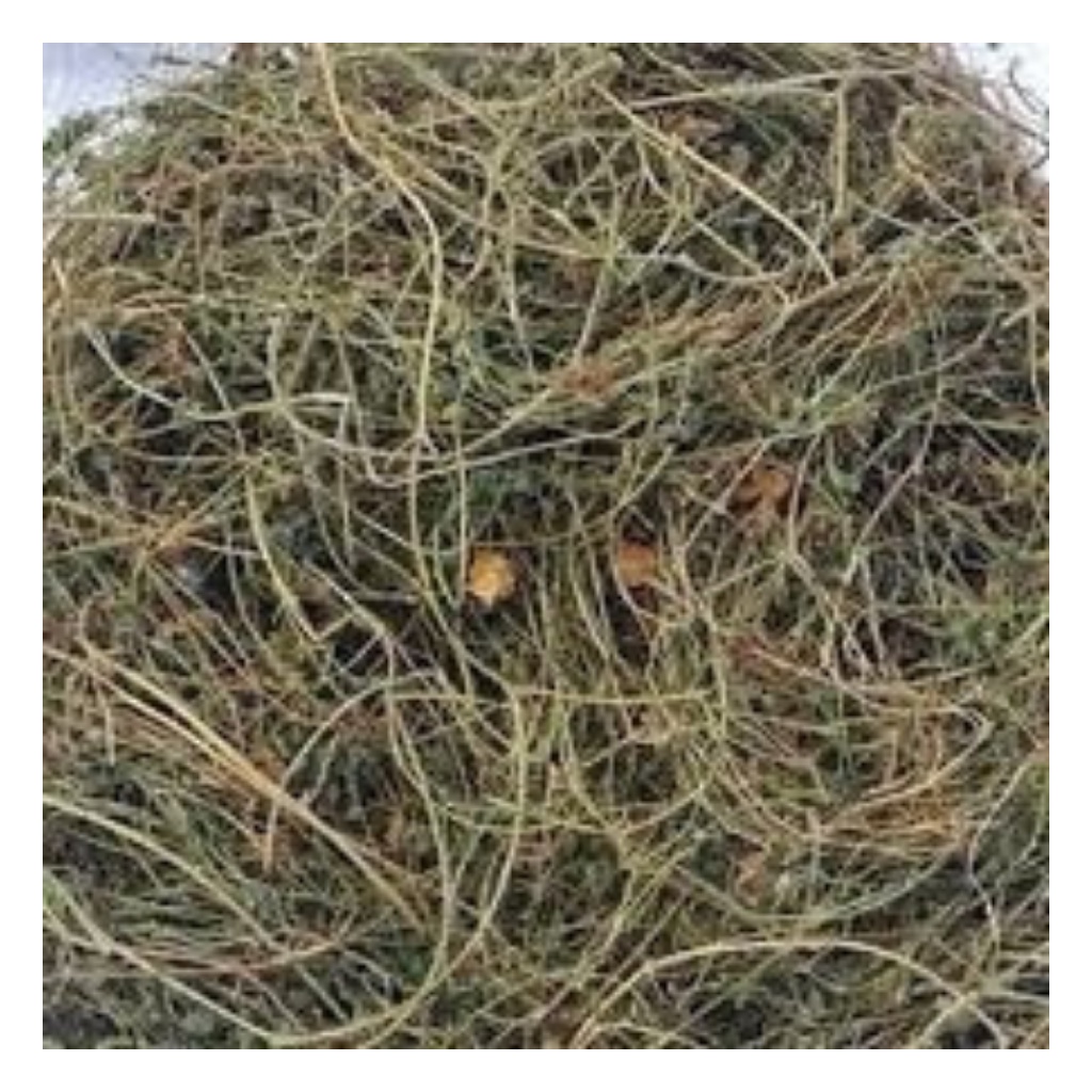 Dây Khổ Qua ( Mướp Đắng ) Rừng Hàng Mới Chất Lượng Hỗ Trợ Tiểu Đường, Gout Túi 1Kg | BigBuy360 - bigbuy360.vn
