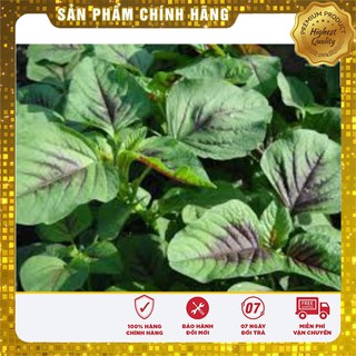 Hạt Giống Rau Dền Khoang(50gr)