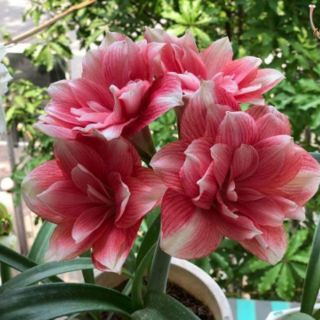 Củ Huệ kép