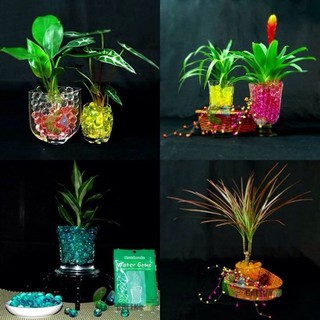 Đặc biệt Hạt tinh thể trồng cây chất lượng