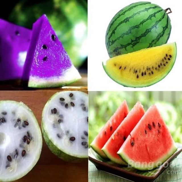 Hạt giống dưa hấu cầu vồng 10 HẠT