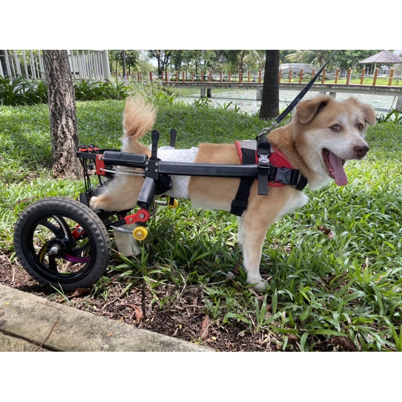XE LĂN CHÓ PHUỘC NHÚN AMERICA M SIZE DOG WHEELCHAIR Suspension forks m size
