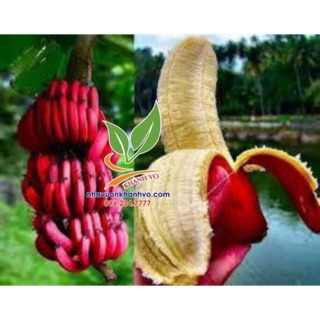 Chuối đỏ dacca Úc đặc biệt