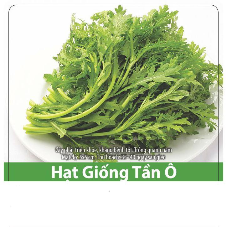 Hạt Giống Rau Tần Ô (Rau Cúc) Chiệu Nhiệt, Năng Suất Cao 20gr