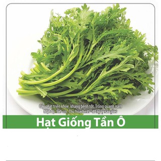Hạt Giống Rau Tần Ô (Rau Cúc) Chiệu Nhiệt, Năng Suất Cao 10gr