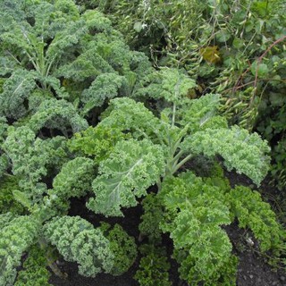 Hạt Giống Rau cải xoăn xanh Kale 20 hạt
