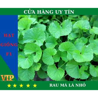 Hạt Giống RAU MÁ LÁ NHỎ Năng Suất, Dinh Dưỡng Cao - MUA 4 TẶNG 1