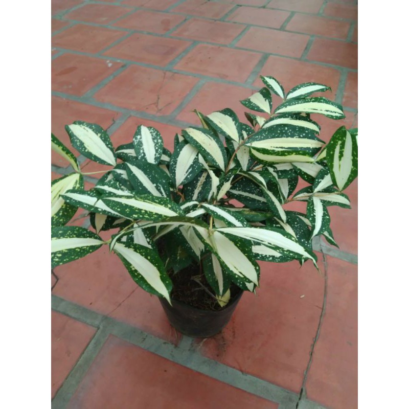 Trúc cẩm thạch