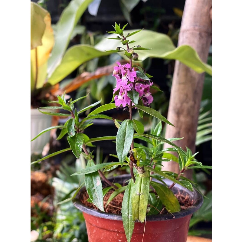 Cây Angelonia goyazensis Japanese Violet (Violet Nhật Bản, hoa màu ngẫu nhiên) chậu nhựa 8cm