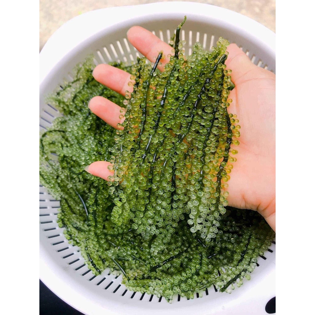 Rong nho tách nước Nha Trang hộp 200gr