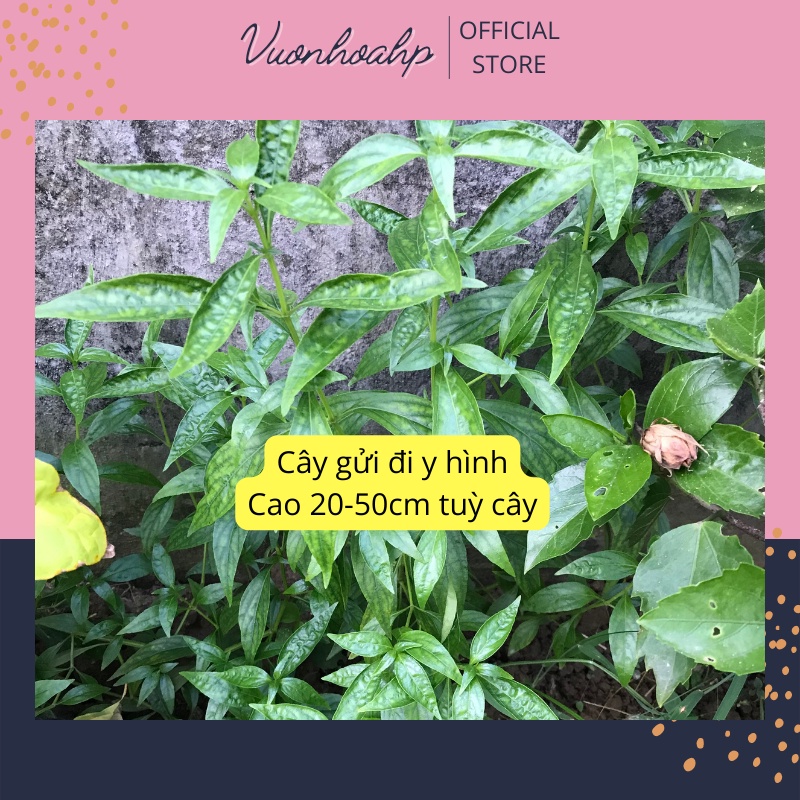 Cây xuyên tâm liên cao 20-50cm, lá đắng