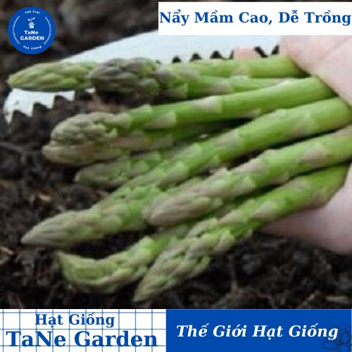 30h Hạt Giống Rau Măng Tây Washington - TaNe Garden