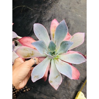 Sen đá Hạc Hồng 20cm