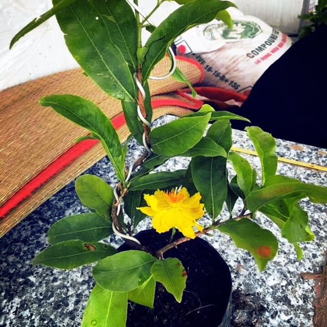 Mai Giảo Thủ Đức size S (cao 25-20cm) ghép gốc mai vàng quấn rễ đẹp.