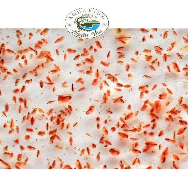 Thức ăn cho cá cảnh BoBo tươi