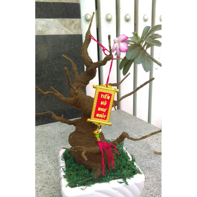 Set 2 gốc bonsai