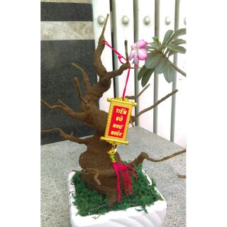 Set 2 gốc bonsai