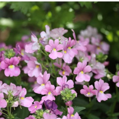 20 Hạt Giống Hoa mây Nemesia nhiều màu đến từ Nhật Bản MIX MÀU